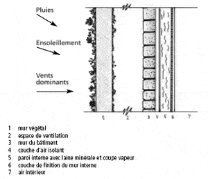 Mur végétal